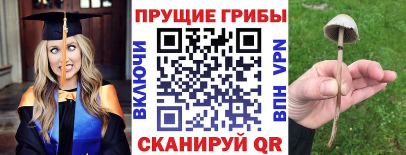 Псилоцибиновые грибы Psilocybe  Купить  Алейск 